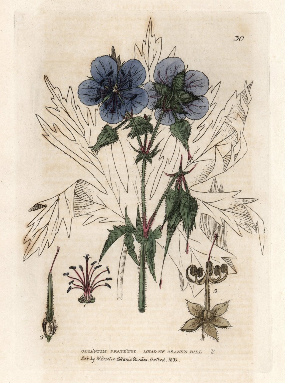 总统府的天竺葵。 根据威廉-巴克斯特的《英国植物现象》一书中艾萨克-拉塞尔的画作绘制的彩色铜版画 作者 未知艺术家