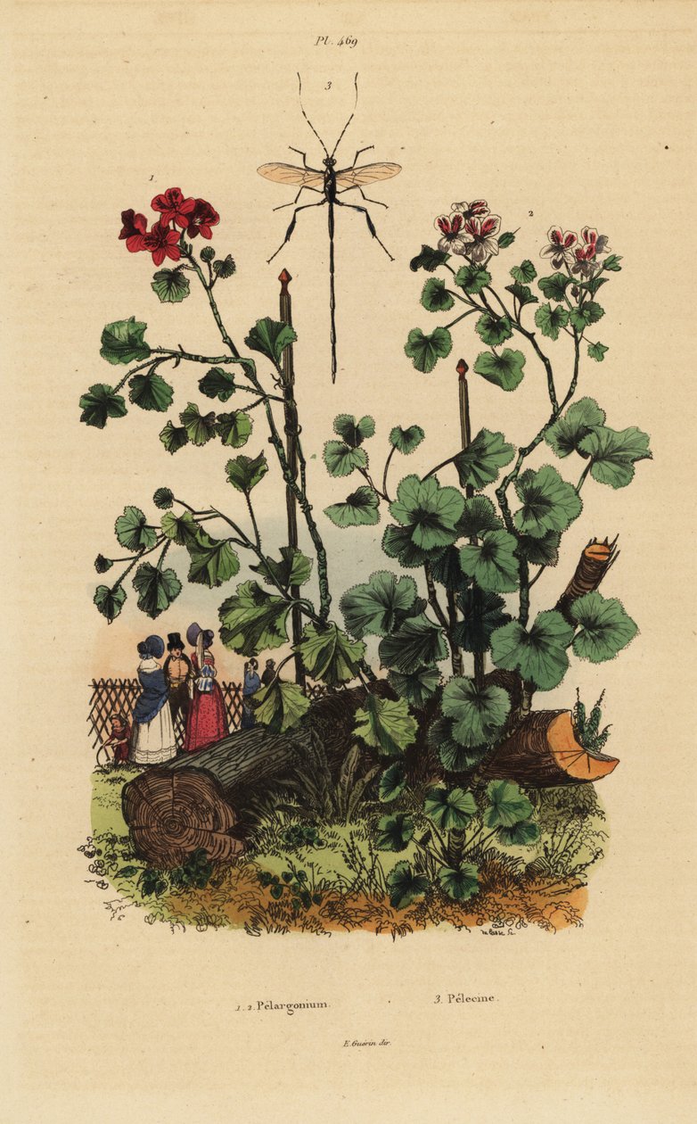 Geranium species, Pelargonium daveyanum 1 and Pelargonium macranthon 2 作者 不明