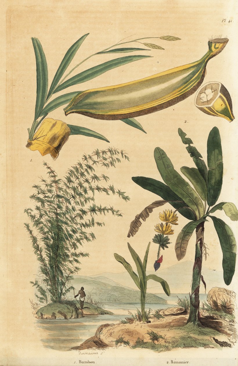 Giant thorny bamboo plant, Bambusa bambos (Bambos arundinacea) and banana tree with fruit and cross section, Musa paradisiaca 作者 不明