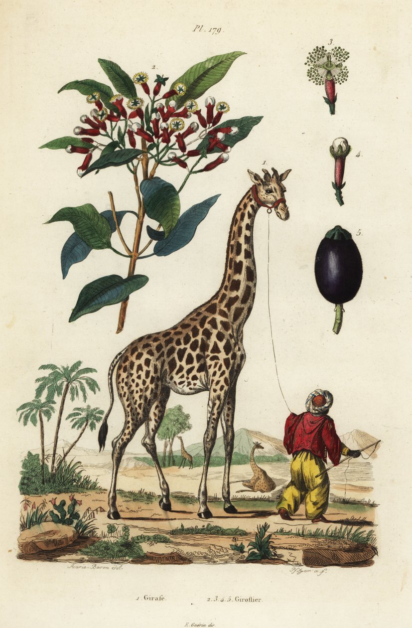 Giraffe, Giraffa camelopardalis, with handler and clove tree, Syzygium aromaticum 作者 不明