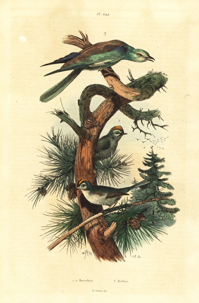 Goldcrests、Regulus regulus 和欧洲滚轮、Coracias garrulus 作者 不明