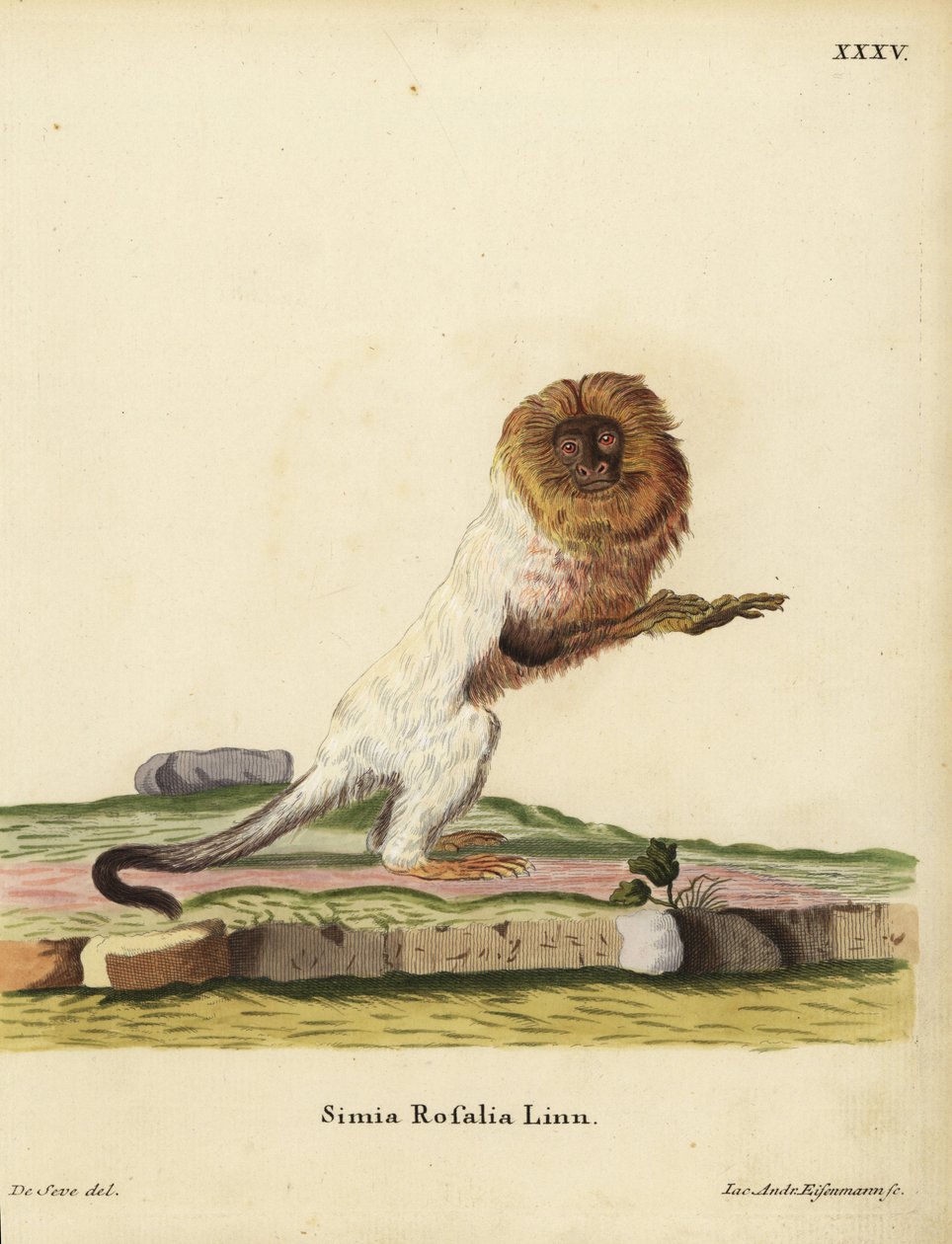金狮狨或金狨，Leontopithecus rosalia。濒危。Simia rosalia Linn.Jakob Andreas Eisenmann 根据 Jacques de Seve 在 Johann Christian Daniel Schreber 的《动物图鉴》中绘制的插图手工绘制的铜版画。 作者 未知艺术家