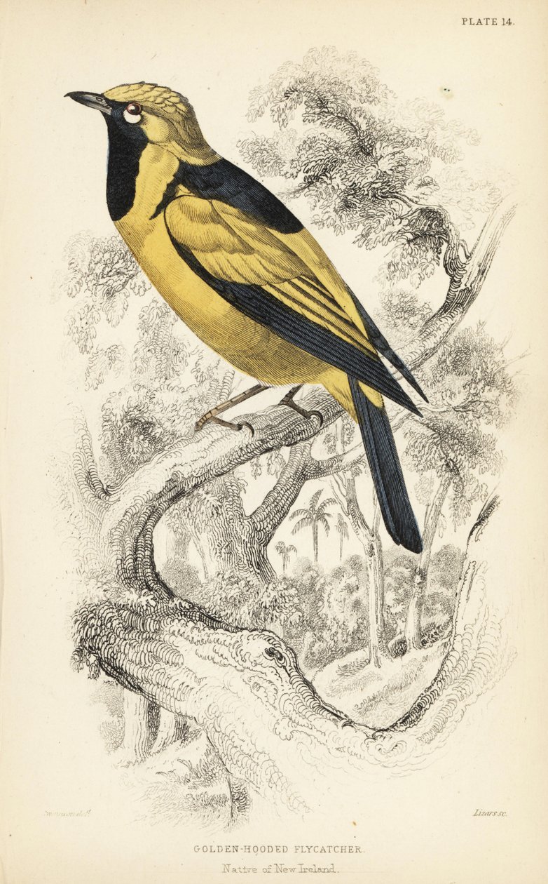 金色君主鸟，Carterornis chrysomela（金头苍蝇，Monacha chrysomela）。威廉-利扎斯根据威廉-斯温森（William Swainson）的插图绘制的手绘钢版画，选自威廉-怡和爵士（Sir William Jardine）的《博物学家图书馆》（Naturalist