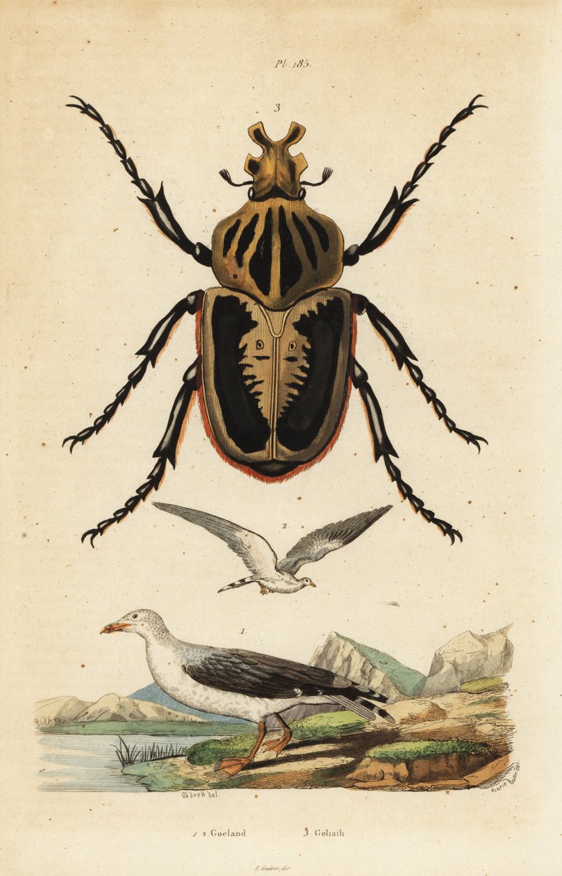 Escarabat de Goliat, Goliathus goliatus 1 i gavina comuna, Larus canus 2 作者 不明