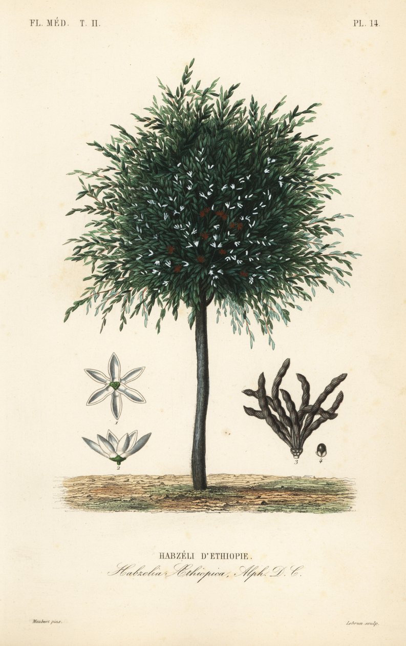 塞利姆的谷物，Xylopia aethiopica, Habzelia aethiopica, Habzeli d