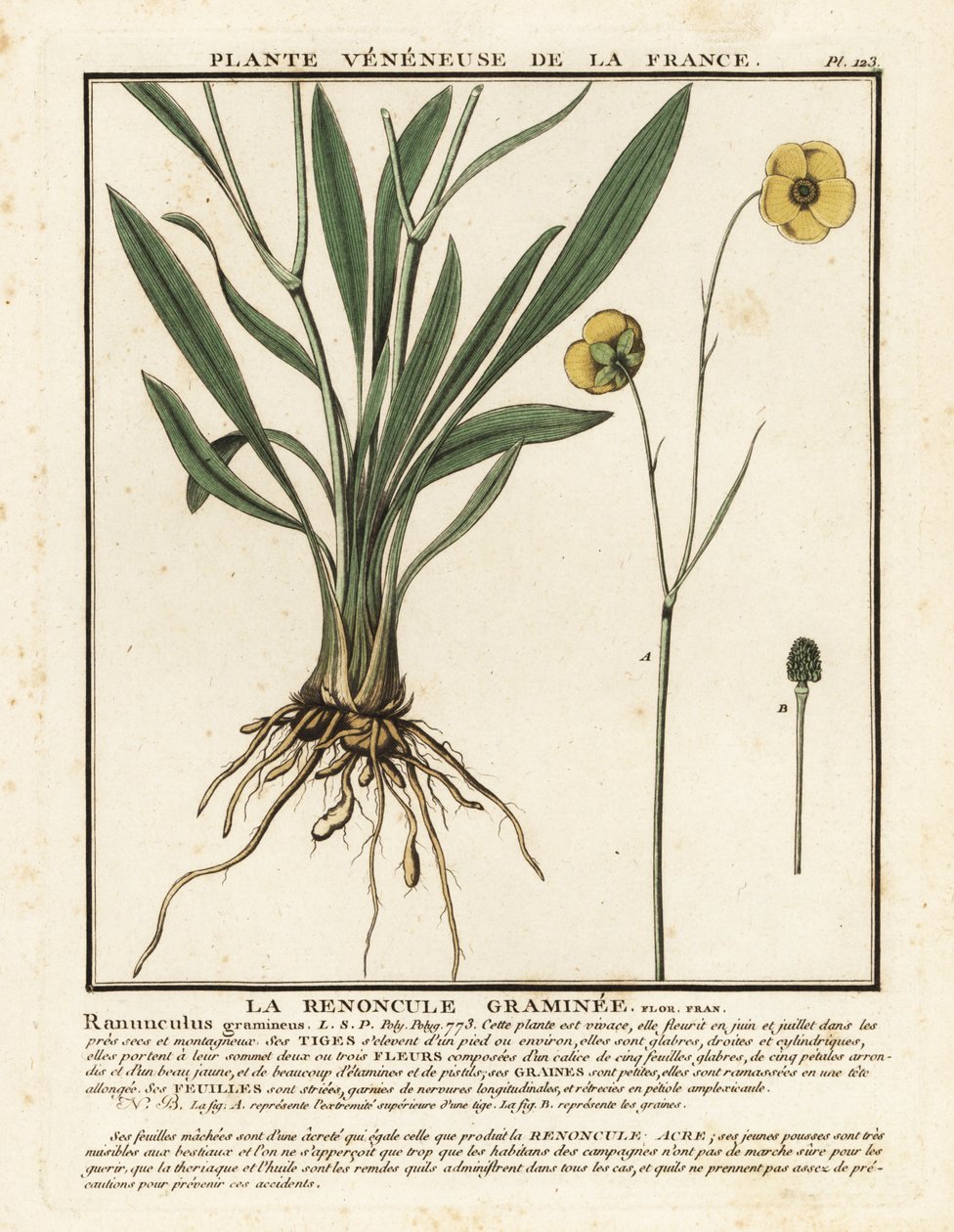 草叶毛茛，Ranunculus gramineus。 作者 未知艺术家