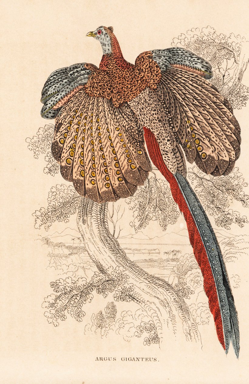 大箭尾雉，Argusianus argus (Argus giganteus)。Georg Friedrich Treitschke 的自然历史画廊（位于 Liepzig 的 Naturhistorischer Bildersaal des Thierreiches）的手工彩色石版画。 作者 未知艺术家