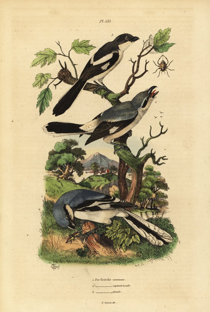大灰伯劳，Lanius excubitor，灰背财政，Lanius excubitoroides 和财政伯劳，Lanius colalis Pie Grieche 公社，septentrionale，财政 作者 不明