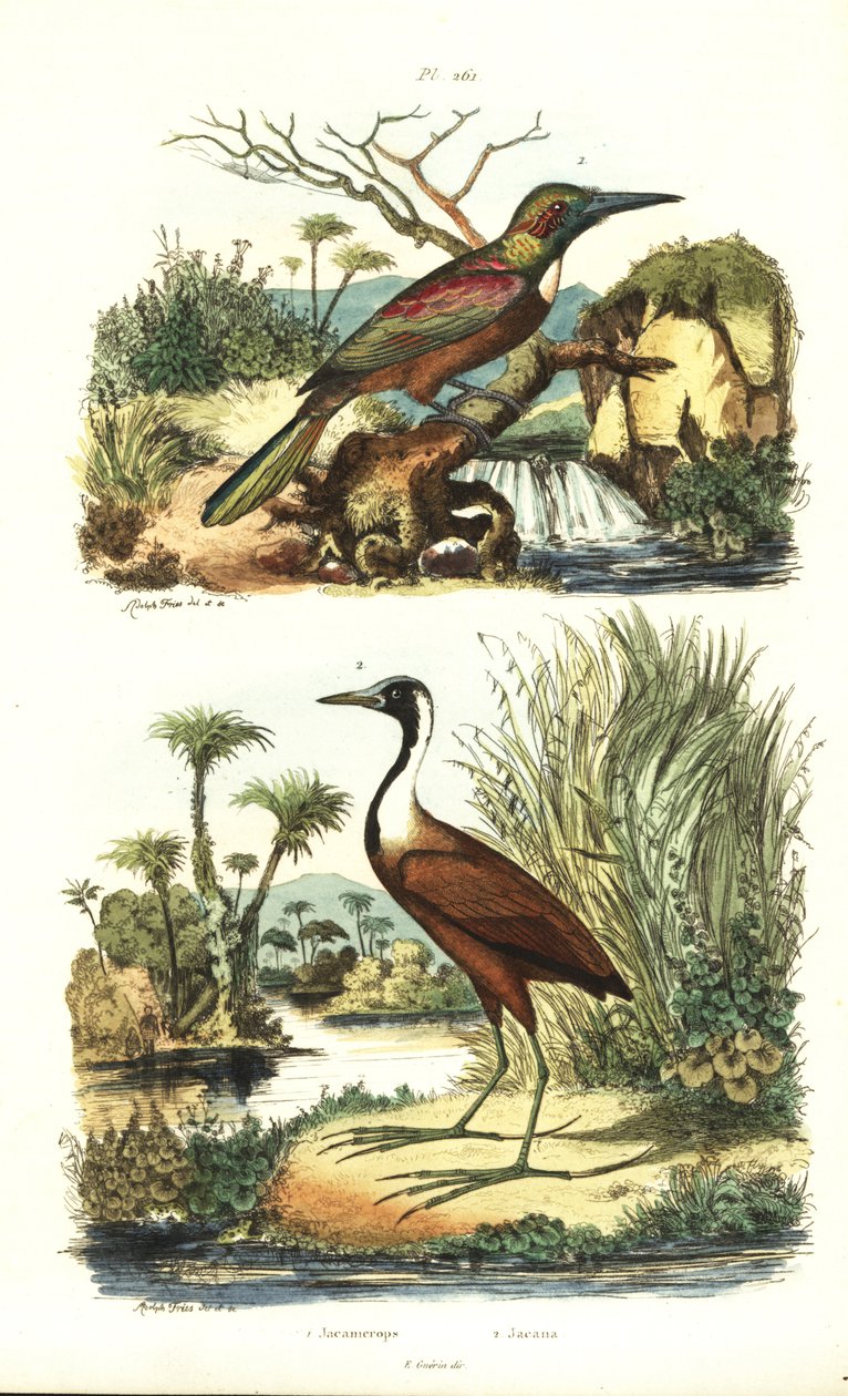 Great jacamar, Jacamerops aureus, 和 Northern jacana, Jacana spinosa 作者 不明