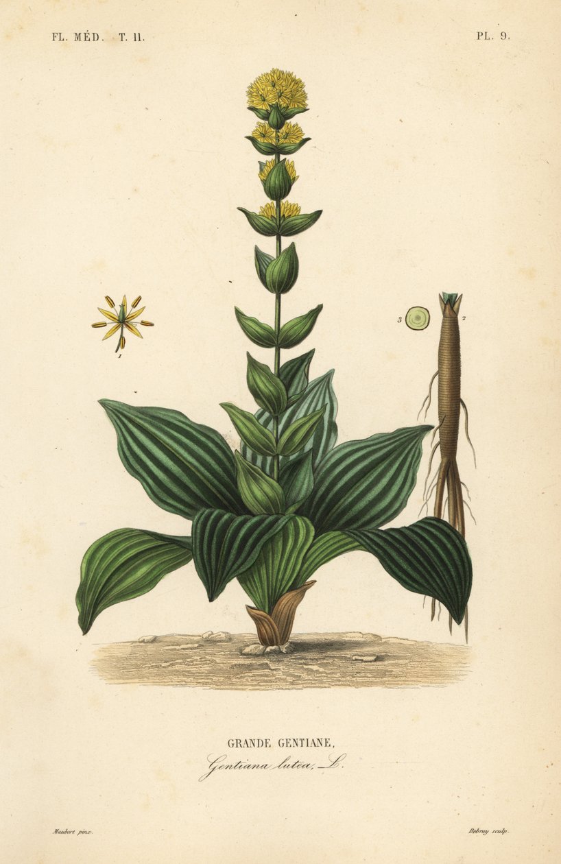 大黄龙胆、Gentiana lutea、Grande gentiane 作者 不明