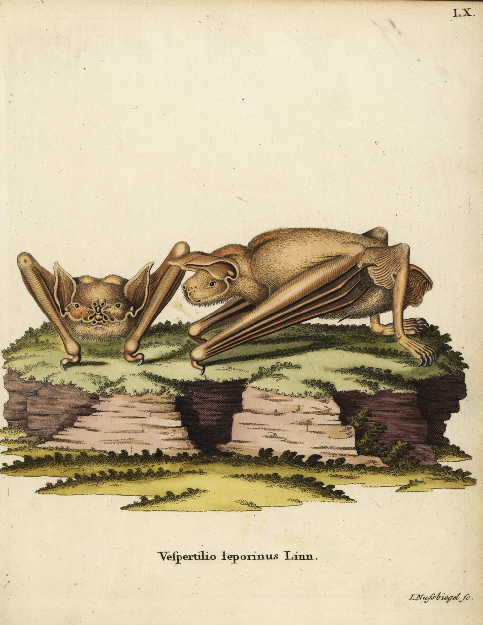 大斗牛犬蝙蝠（Noctilio leporinus）。Vespertilio leporinus Linn.约翰-努斯比格尔（Johann Nussbiegel）的手工彩色铜版雕刻，选自约翰-克里斯蒂安-丹尼尔-施雷伯（Johann Christian Daniel Schreber）的《大自然动物插图》（或施雷伯的《神奇动物》），德国埃尔兰根。 作者 未知艺术家