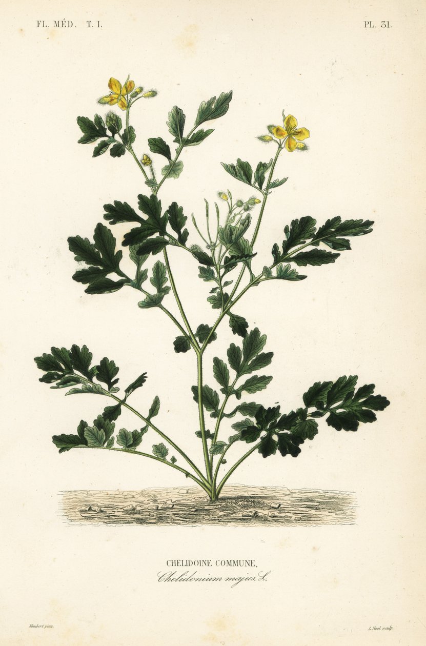 大白菜, Chelidonium majus, Chelidoine commune 作者 不明