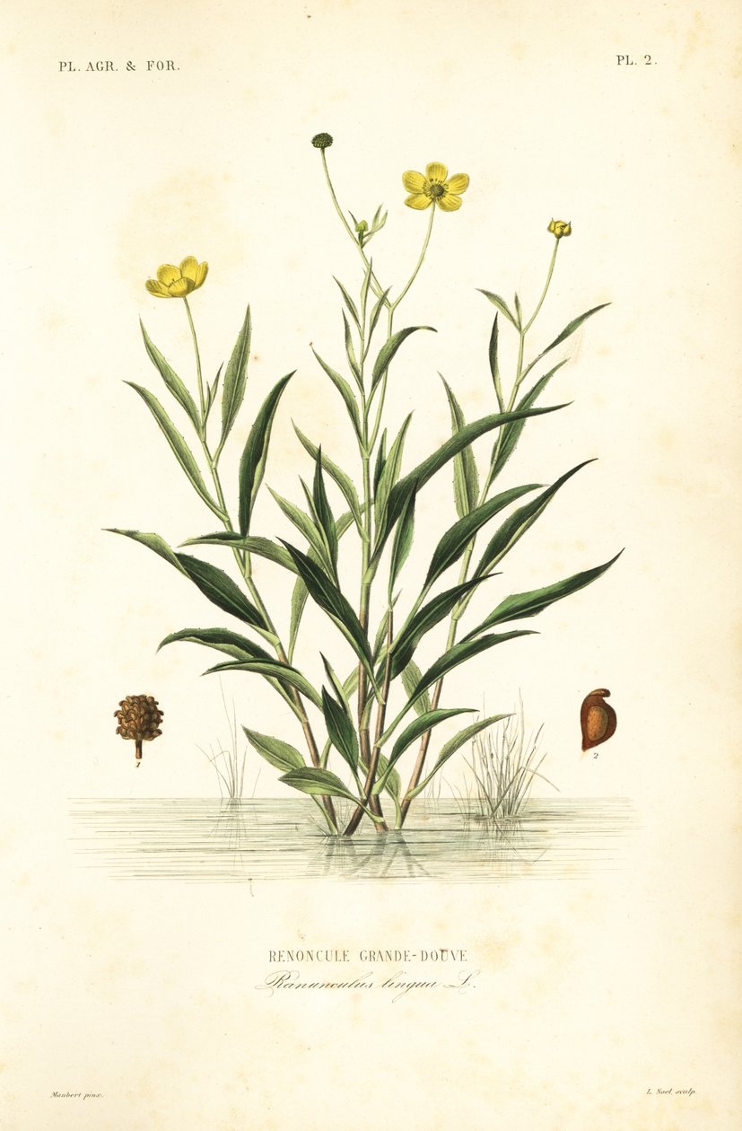 大矛草, Ranunculus lingua, Renoncule grand-douve 作者 不明