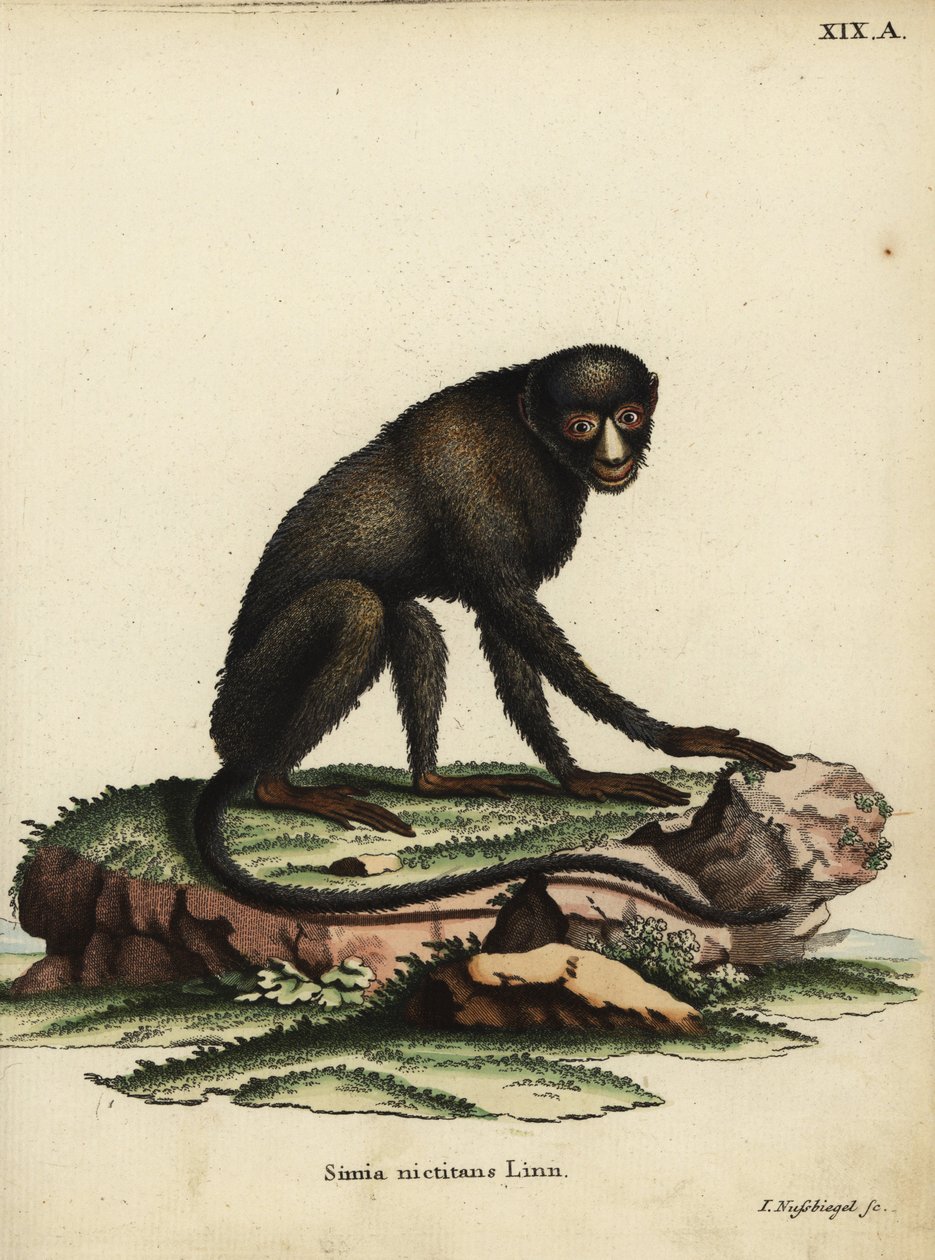 大斑鼻猴或腻鼻猴。Cercopithecus nictitans.Simia Nictitans Linn.约翰-努斯比格尔的手工彩色铜版雕刻，选自约翰-克里斯蒂安-丹尼尔-施雷伯的《自然动物图鉴》或施雷伯的《奇妙的动物》。 作者 未知艺术家
