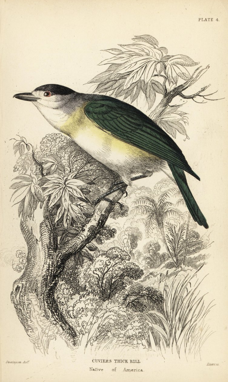 绿背喙鸟，Pachyramphus viridis（库维尔喙鸟，Pachyrhynchus cuvierii）。威廉-利扎斯根据威廉-斯温森（William Swainson）的插图绘制的手绘钢版画，选自威廉-怡和爵士（Sir William Jardine）的《博物学家图书馆》（Naturalist