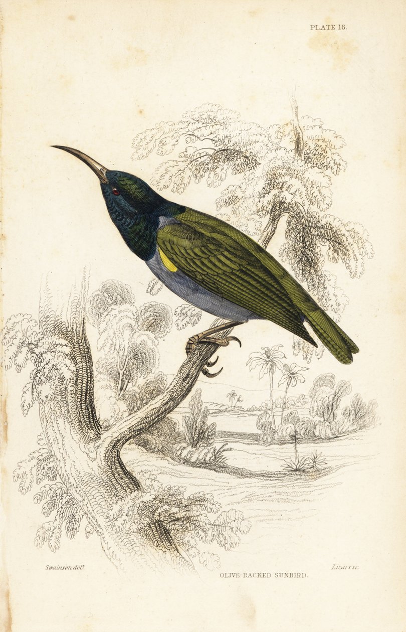 绿头太阳鸟（下几内亚），Cyanomitra verticalis cyanocephala（橄榄背太阳鸟，Cinnyris chloronotus）。William Lizars 根据 William Swainson 制作的手绘钢版画，选自 William Jardine 爵士的《博物学家图书馆》：鸟类学：鸟类 作者 未知艺术家