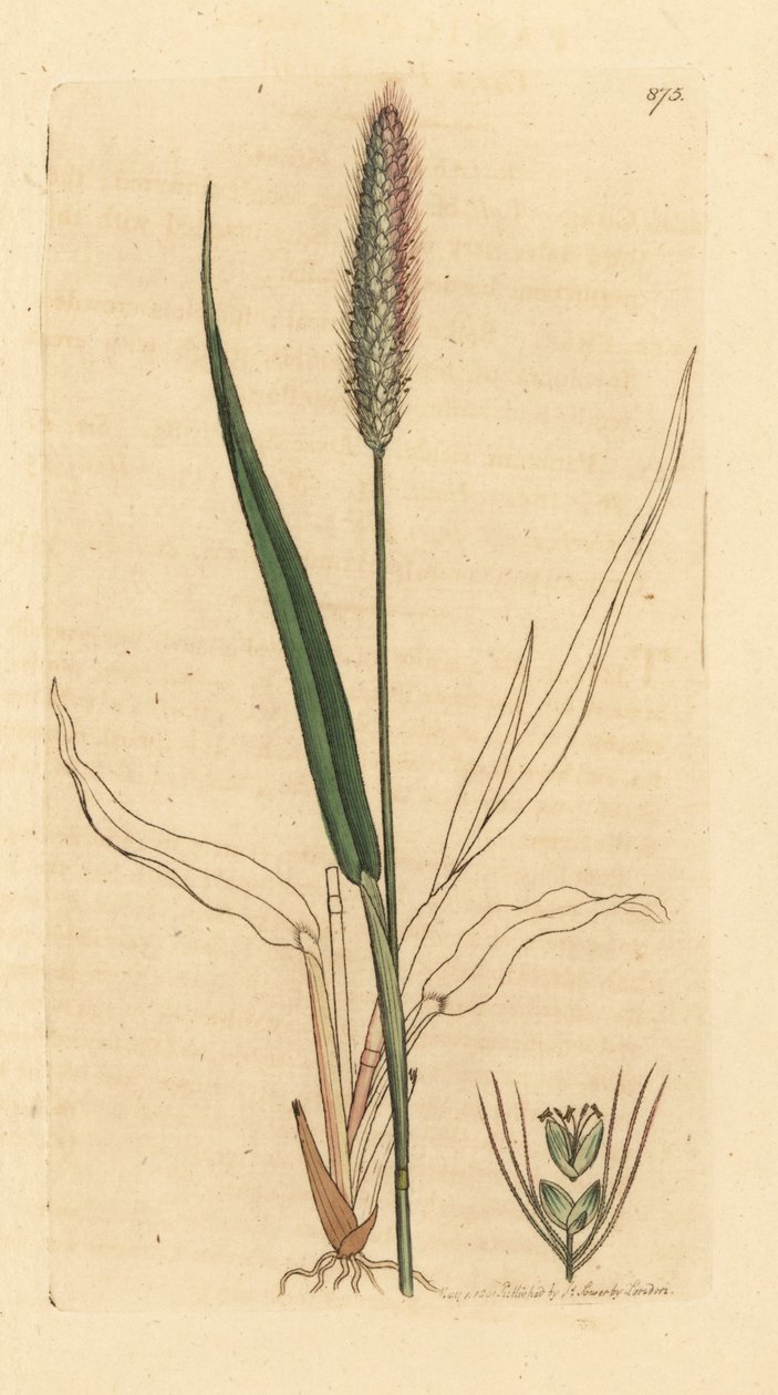 绿狐尾草（Setaria viridis）（绿堇菜（Panicum viride）） 根据詹姆斯-索尔比（James Sowerby）为詹姆斯-史密斯（James Smith）的《英国植物学》绘制的图画绘制的手工彩色铜版雕刻品 作者 未知艺术家