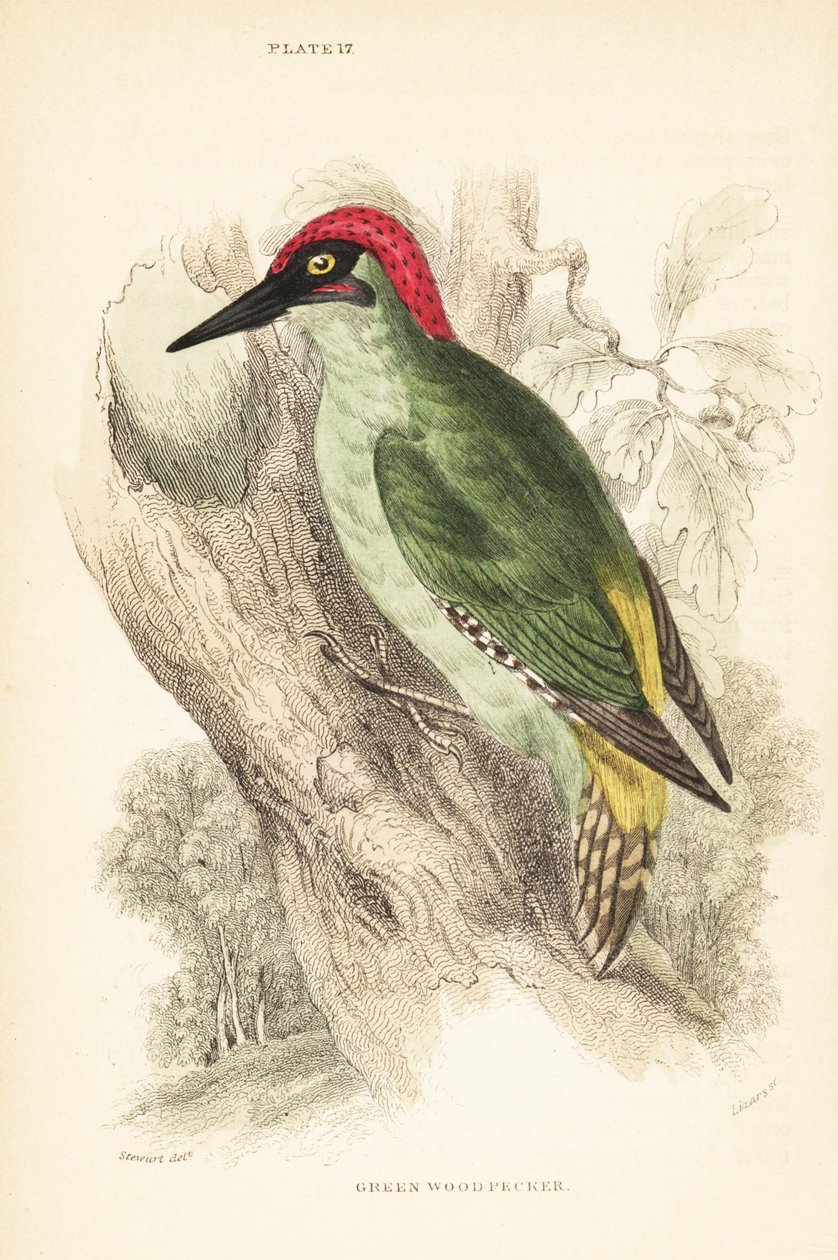 绿色啄木鸟，Picus viridis，栖息在树上。1889 年（雕刻） 作者 未知艺术家