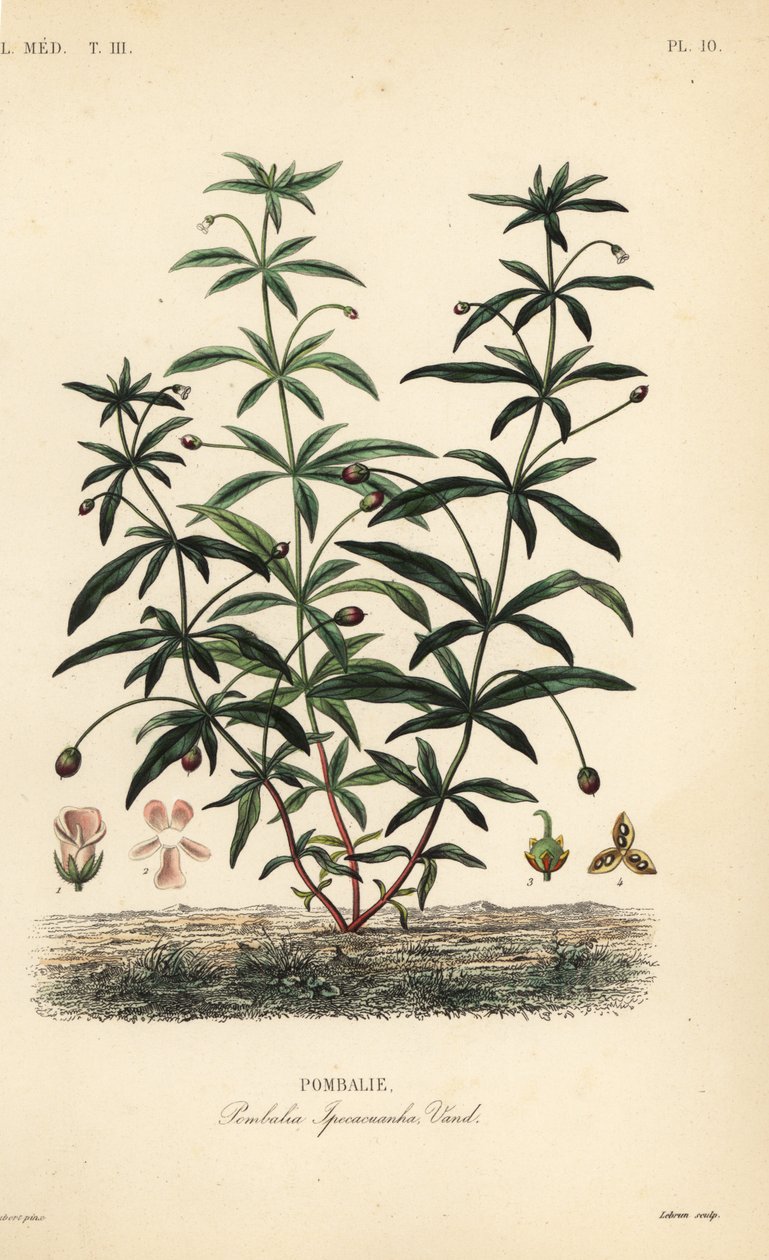 绿紫或驼背花，Hybanthus calceolaria，Pombalia ipecacuanha，Pombalie 作者 不明