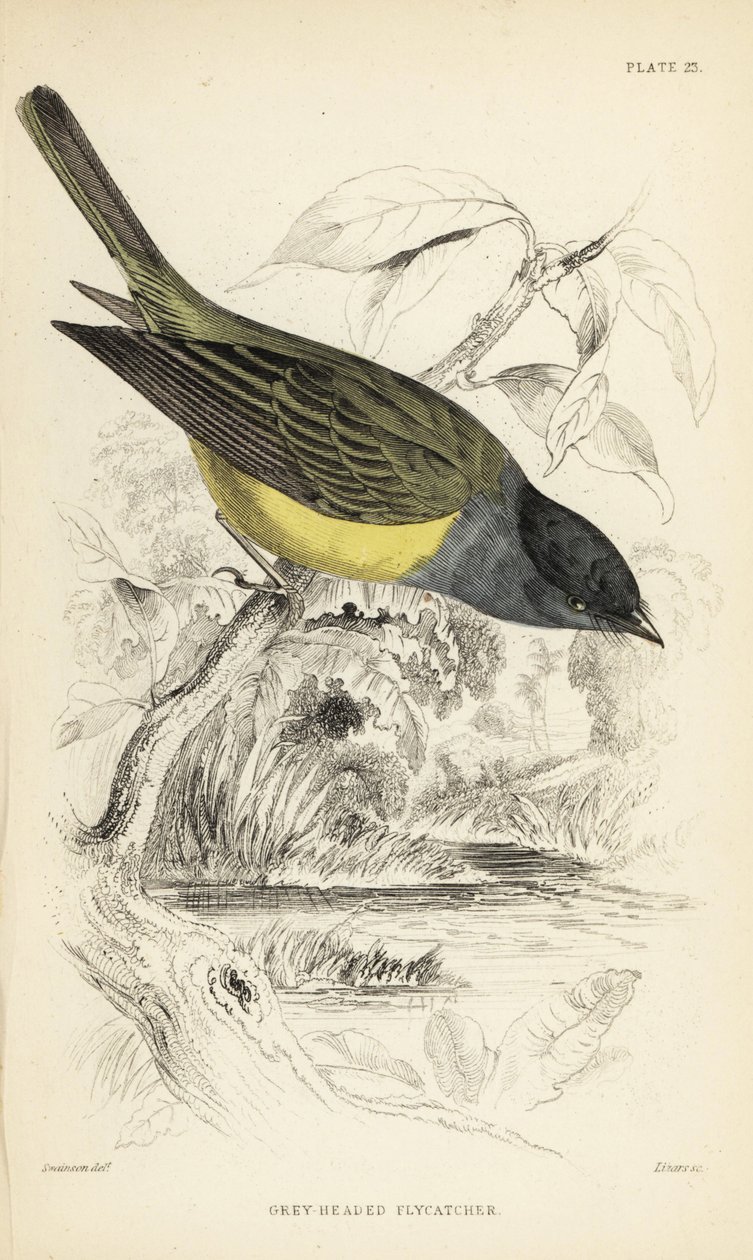灰头金丝雀，Culicicapa ceylonensis（灰头苍蝇，Cryptolopha poiocephala）。威廉-利扎斯根据威廉-斯温森（William Swainson）的插图绘制的手绘钢版画，选自威廉-怡和爵士的《博物学家图书馆》：鸟类学： 作者 未知艺术家