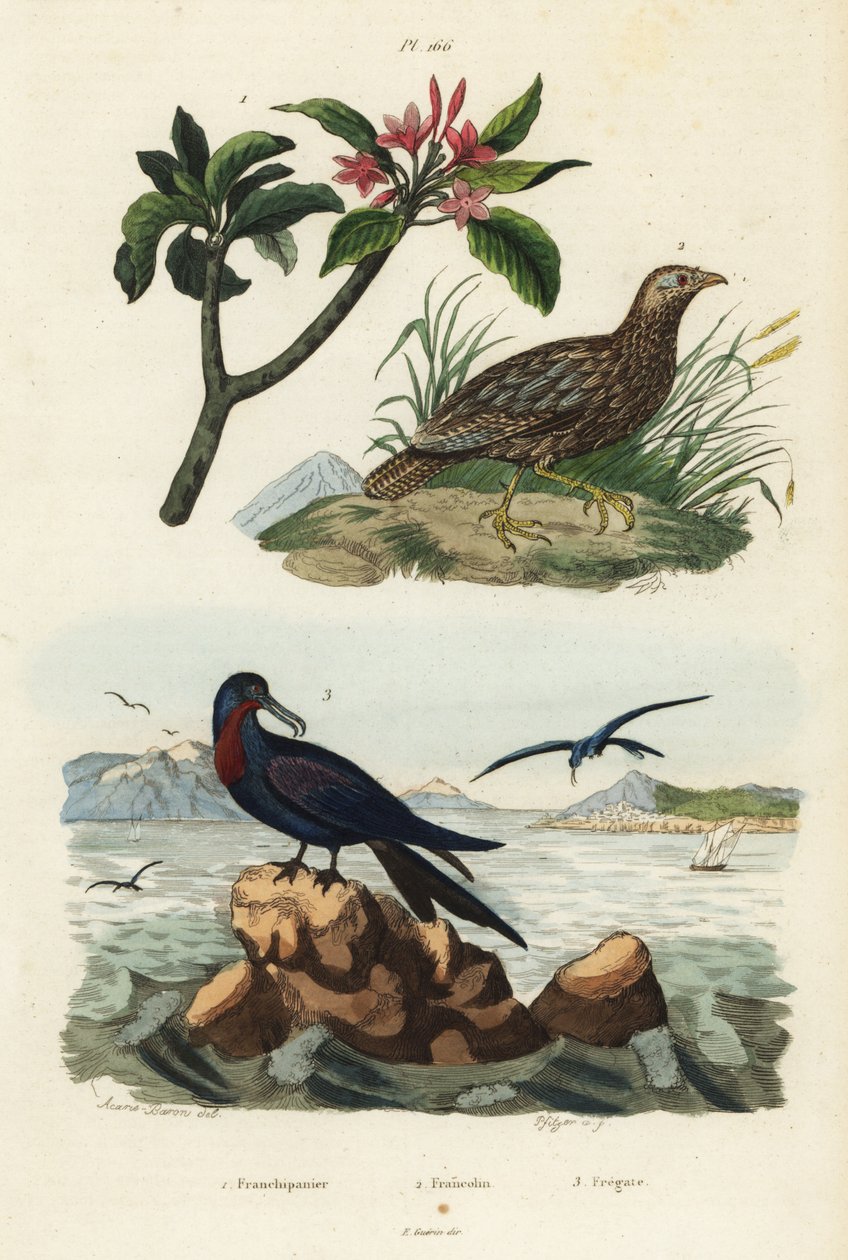 Grey-winged francolin, Scleoptila afra 2, great frigatebird, Fregata minor 3, and red frangipani, Plumeria rubra 1 作者 不明