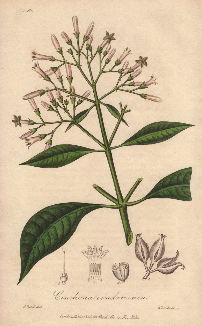 Grey Quinquina (Cinchona officinalis) - William Clarke 为 John Stephenson 和 James Morss Churchill 所著《医学植物学，伦敦、爱丁堡和都柏林药用植物描述》配制的浓水，由约翰-丘吉尔（John Churc）在伦敦出版。 作者 未知艺术家
