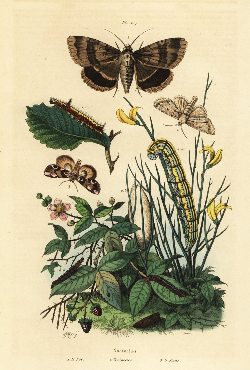 灰匕首蛾和幼虫，Acronicta psi 1，Apopestes spectrum moth和幼虫2，桃花蛾和毛虫，Thyatira batis 3 作者 不明