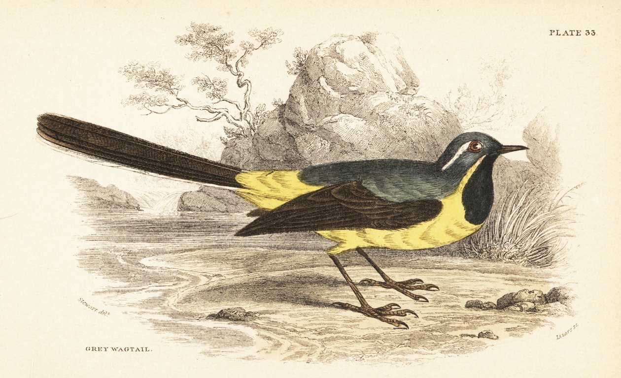 灰鹡鸰，Motacilla cinerea。1889 年（雕刻） 作者 未知艺术家