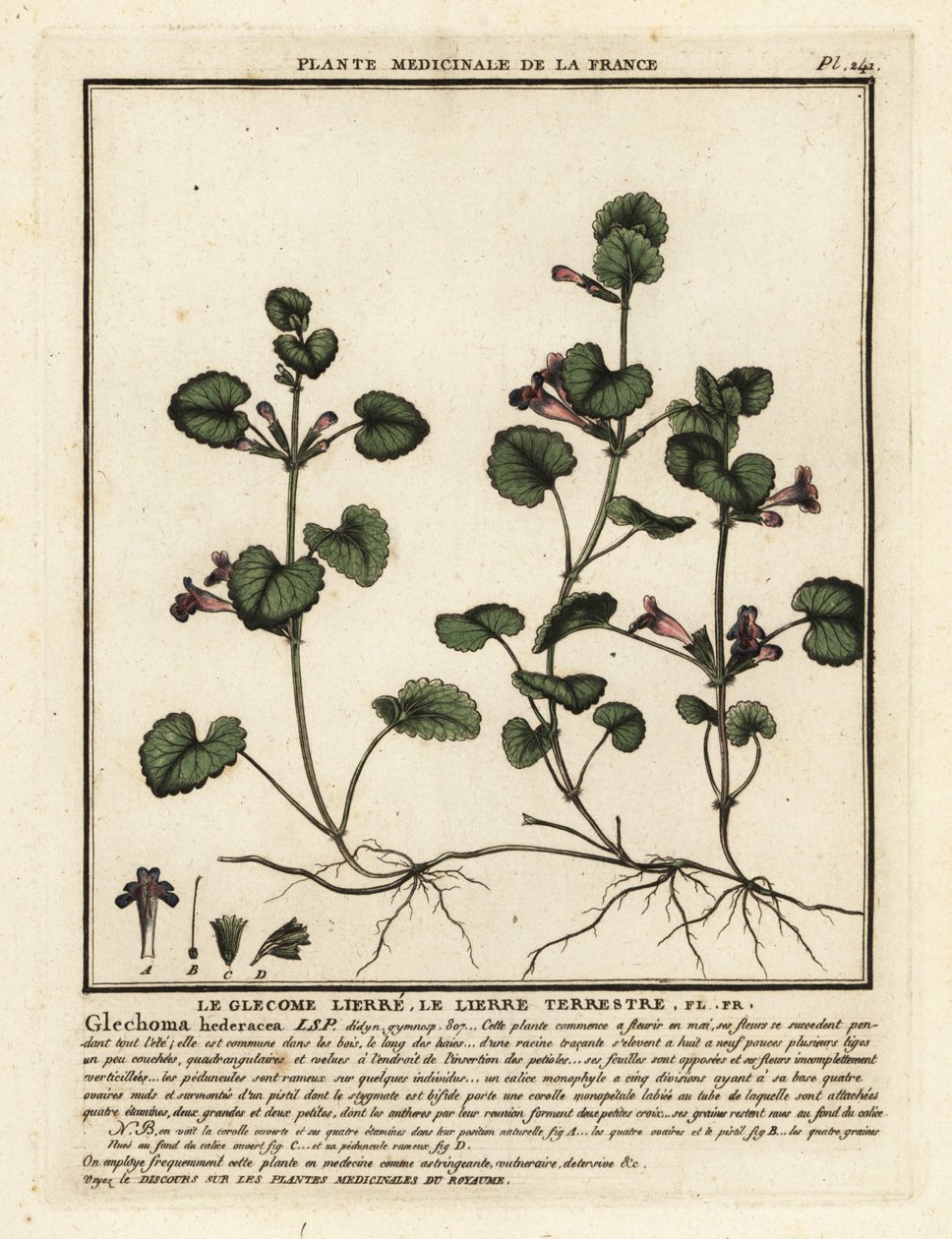 常春藤，Glechoma hederacea。 作者 未知艺术家