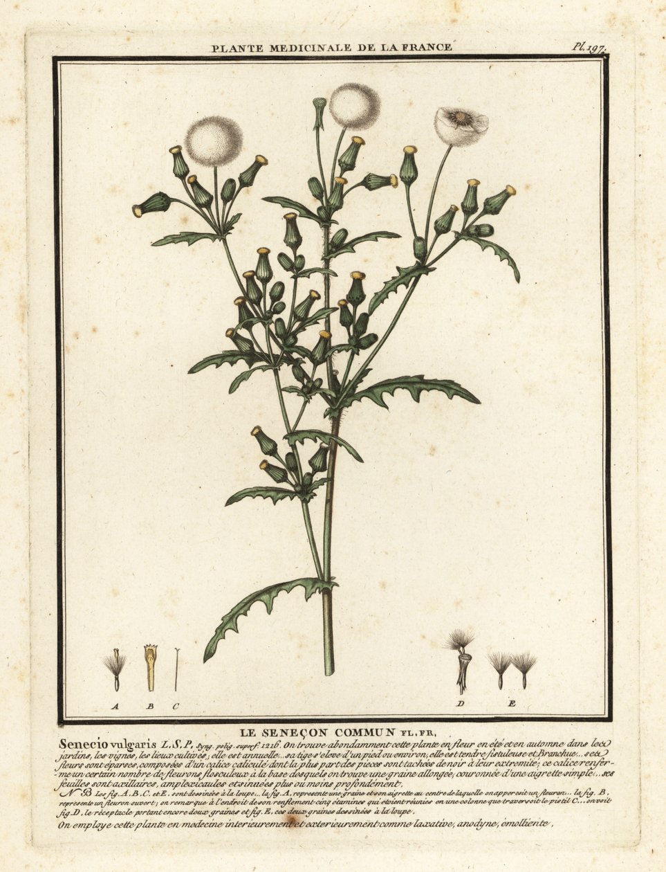 Groundsel, Senecio vulgaris. 作者 未知艺术家