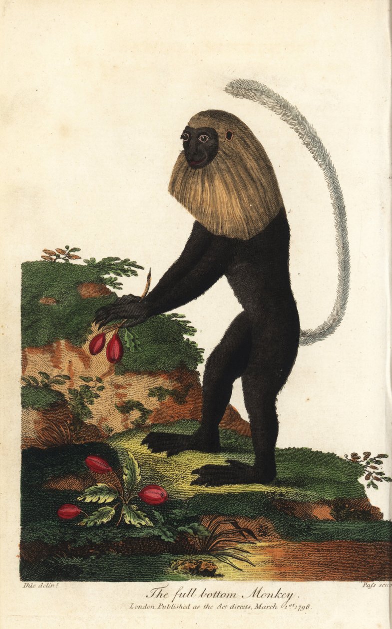 安哥拉疣猴或安哥拉黑白疣猴 - 安哥拉疣猴，Colobus angolensis。全底猴，因其外形酷似全底假发而得名。J.帕斯根据约翰-雅各布-伊勒（Johann Jakob Ihle）的插图手工绘制的铜版画。 作者 未知艺术家