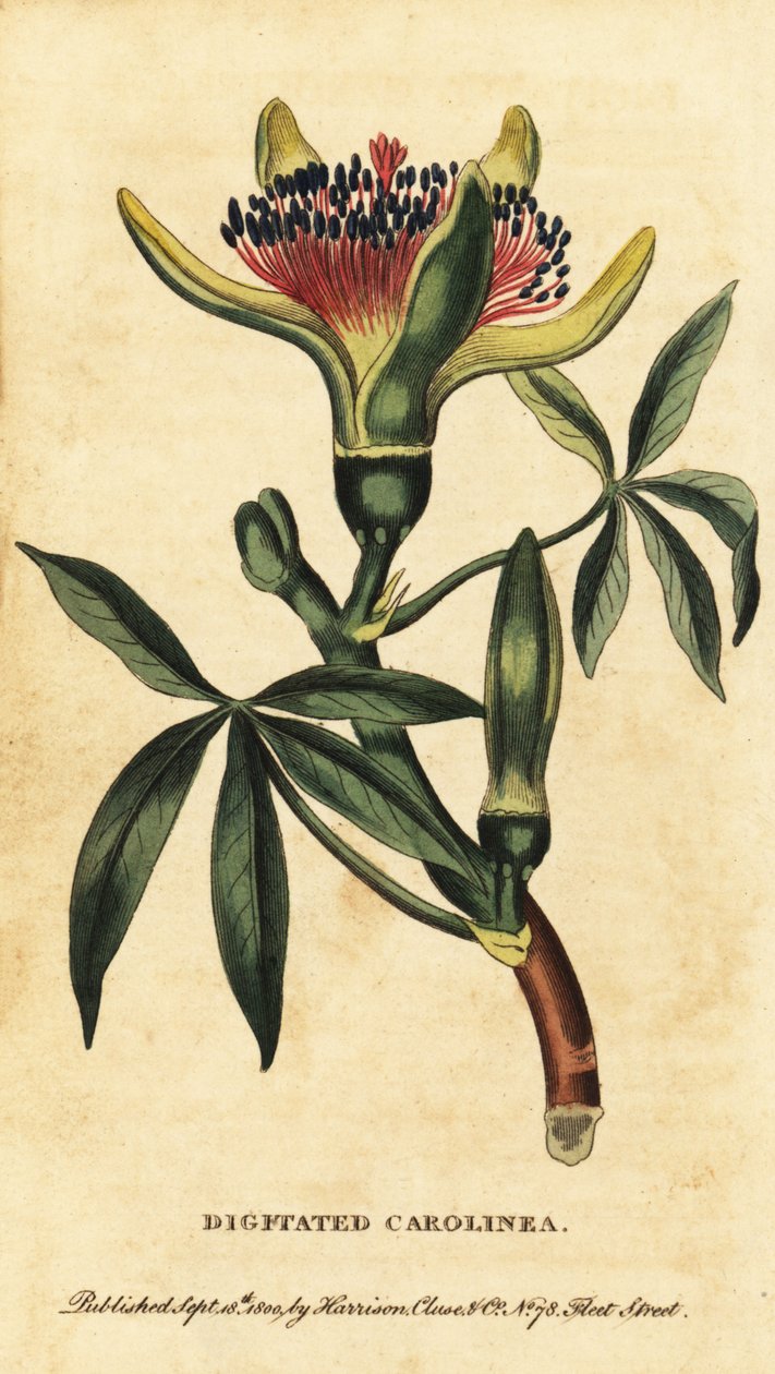 Guiana chestnut, Pachira aquatica.1800年（雕刻） 作者 未知艺术家