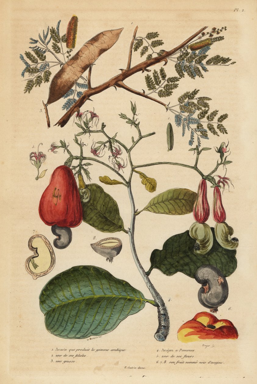 阿拉伯树胶，塞内加尔 (Acacia verek) 1,2,3，腰果树，Anacardium occidentale 4,5,6 作者 不明