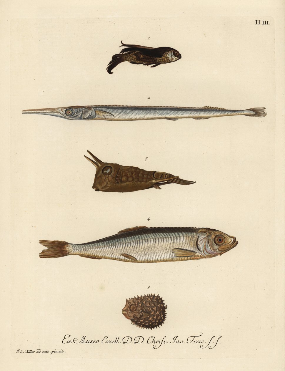 鳕鱼（Chelidonichthys species 1）、针鱼（Belone belone 2）、长角牛鱼（Lactoria cornuta 3）、鲱鱼（Clupea harengus 4）和少棘豪猪鱼（Chilomycterus reticulatus 5）。根据 Johann 的插图绘制的手工彩色铜版画。 作者 未知艺术家