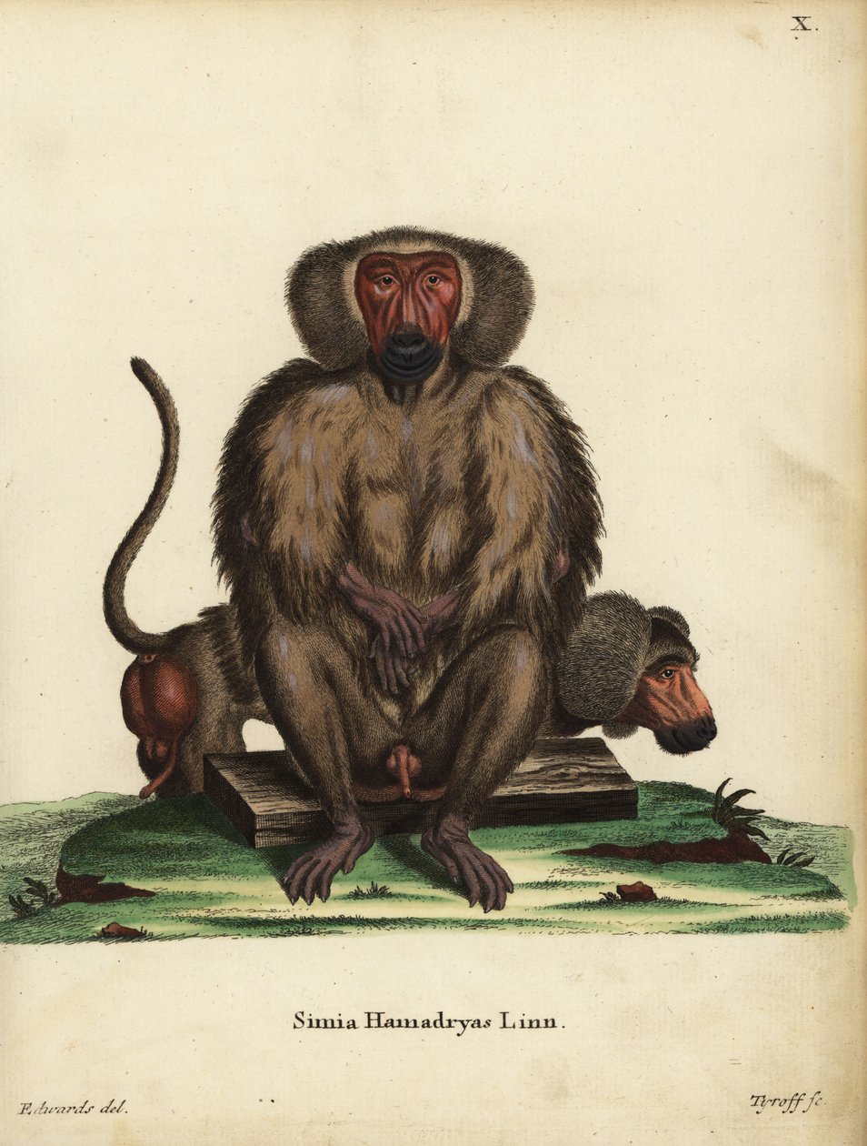Hamadryas狒, Papio hamadryas.Simia hamadryas Linn.Tyroff 根据乔治-爱德华兹的插图绘制的手工彩色铜版雕刻，该插图选自约翰-克里斯蒂安-丹尼尔-施雷伯的《自然动物插图》或施雷伯的《神奇动物》，埃朗 作者 未知艺术家