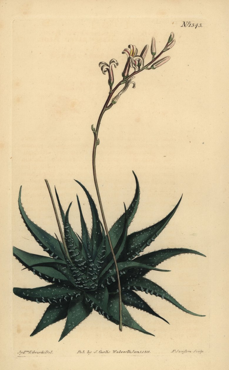Hankey 矮芦荟 Haworthia attenuata var. 拉杜拉。 锉刀芦荟，芦荟 作者 不明