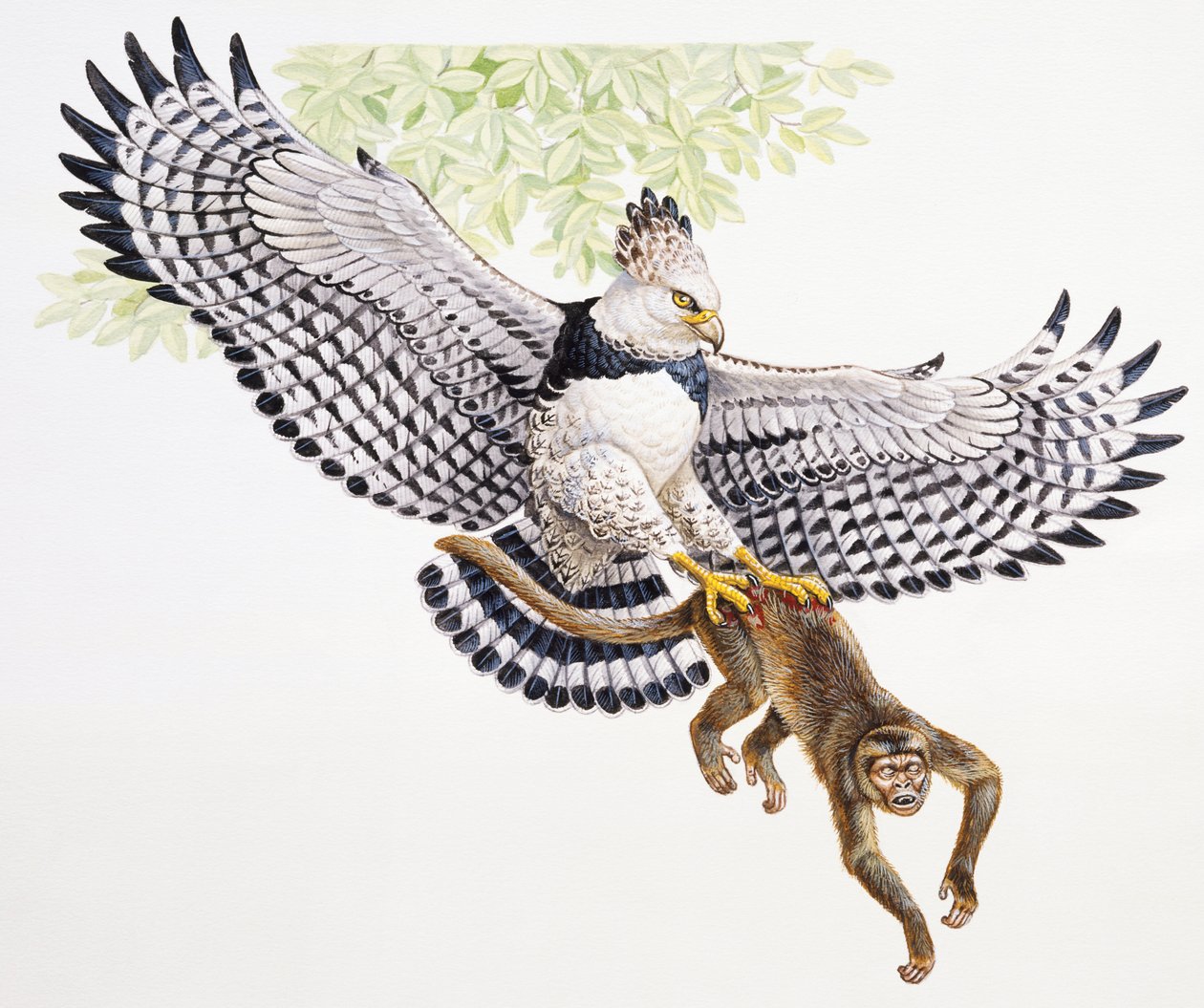 鹞鹰，Harpia harpyja，用爪子抓着一只卷尾猴 作者 不明
