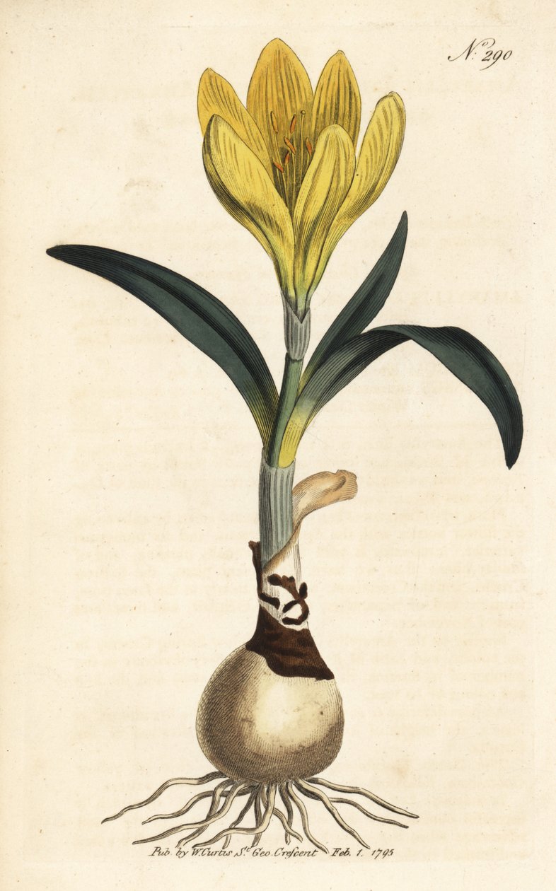 Harvester - Autumn daffodil, Sternbergia lutea (Yellow amaryllis, Amaryllis lutea) - 手工彩色铜版雕刻，选自伦敦威廉-柯蒂斯的《植物杂志》。 作者 未知艺术家