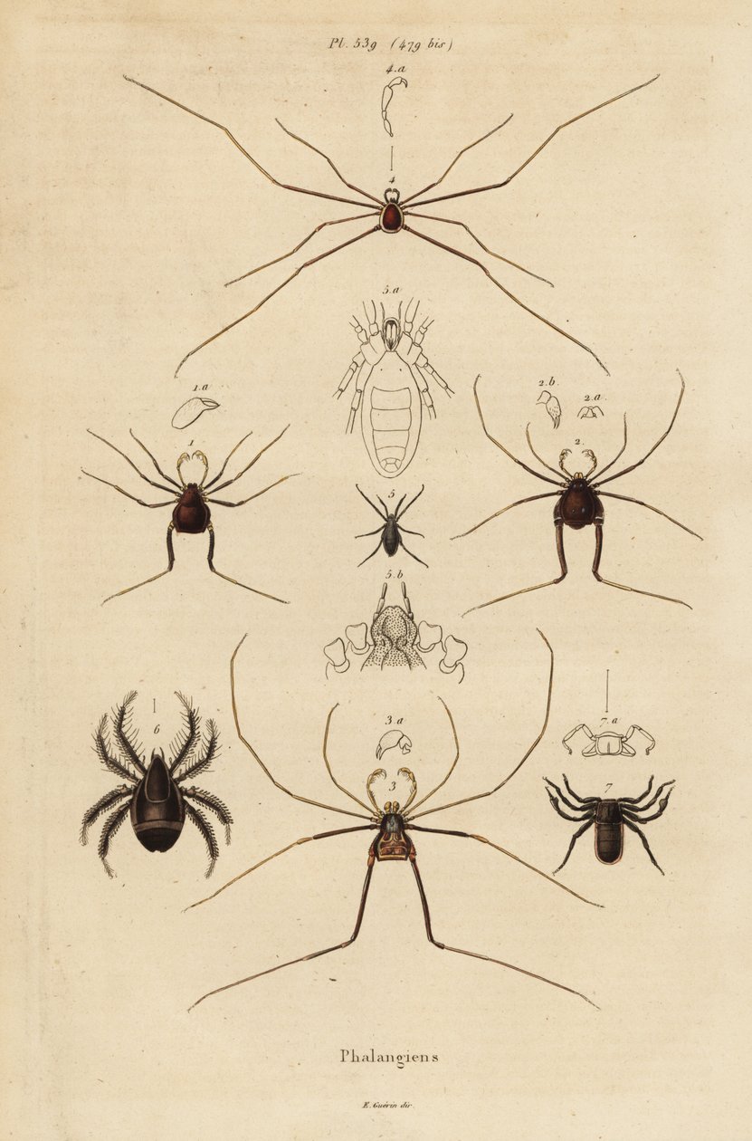 收割者、收割者或老爹长腿，Opiliones 物种 作者 不明