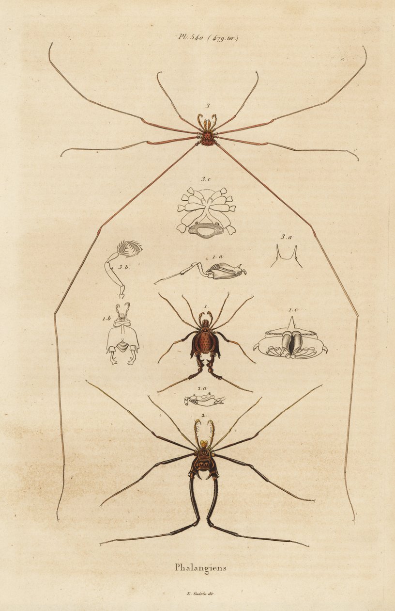 收割者、收割者或老爹长腿，Opiliones 物种 作者 不明