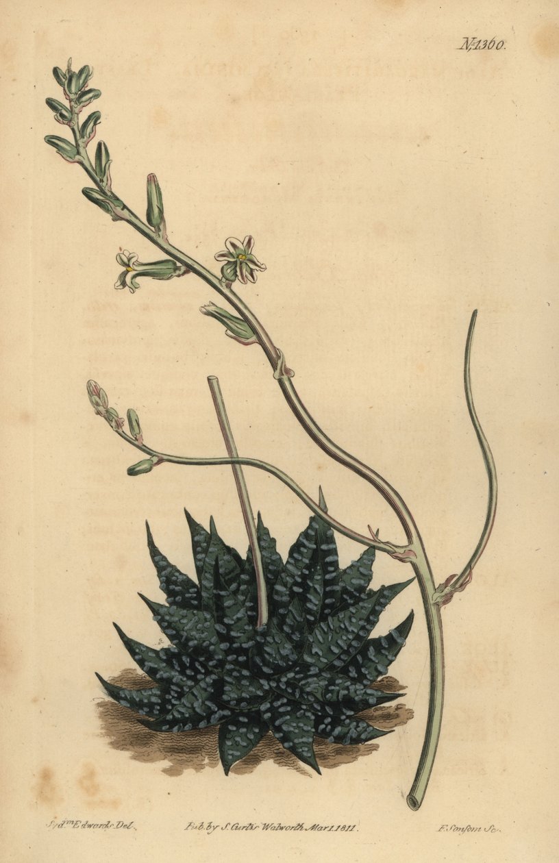 Haworthia minor or Tulista minima (Least pearl aloe, Aloe margaritifera minima) 作者 不明