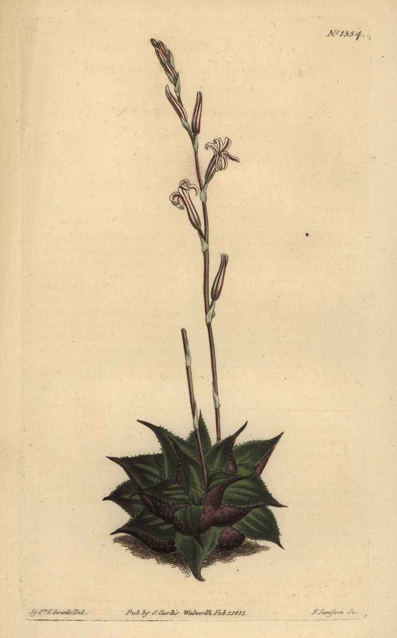 Haworthia mirabilis（粗叶垫芦荟，Aloe mirabilis） 作者 不明