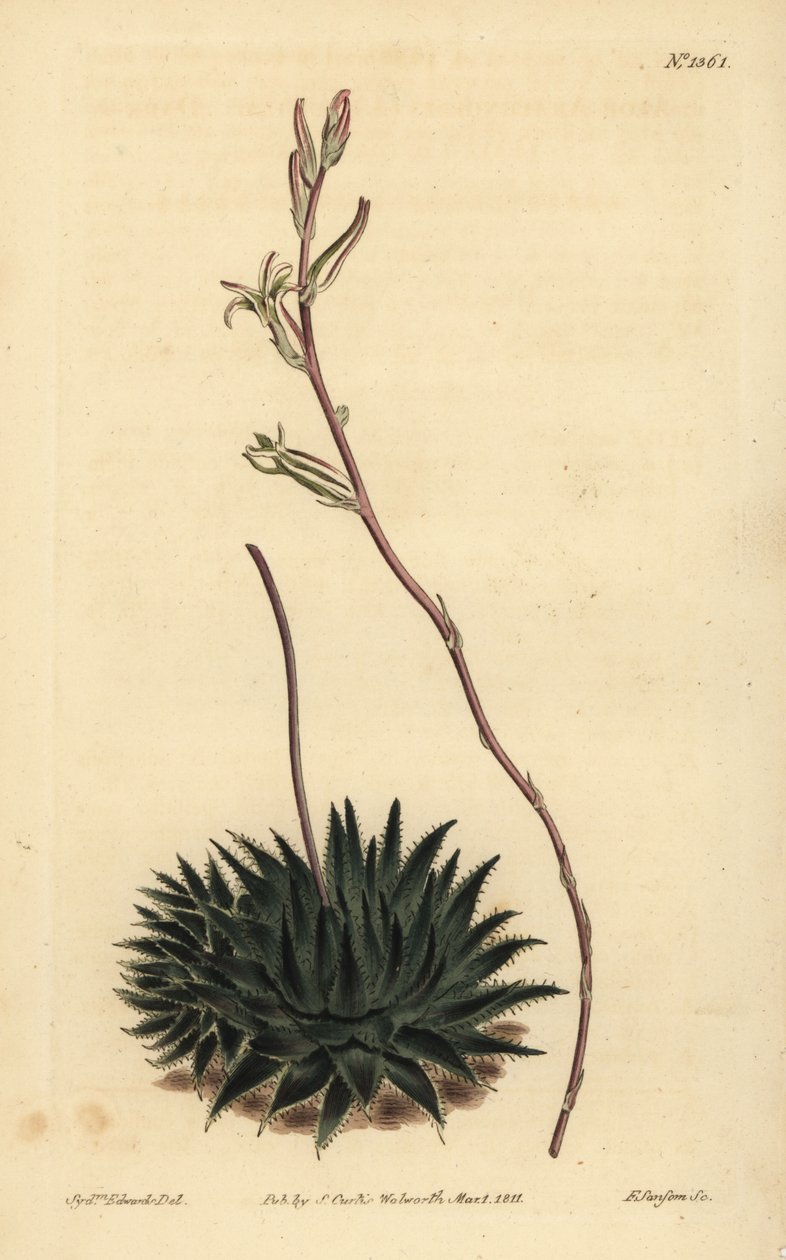 Haworthia pumila 或 Tulista pumila（黑叶蜘蛛芦荟，Aloe arachnoides pumila） 作者 不明