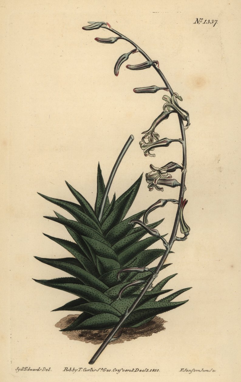 Haworthia viscosa (Stiff leaved aloe, Aloe rigida) 作者 不明