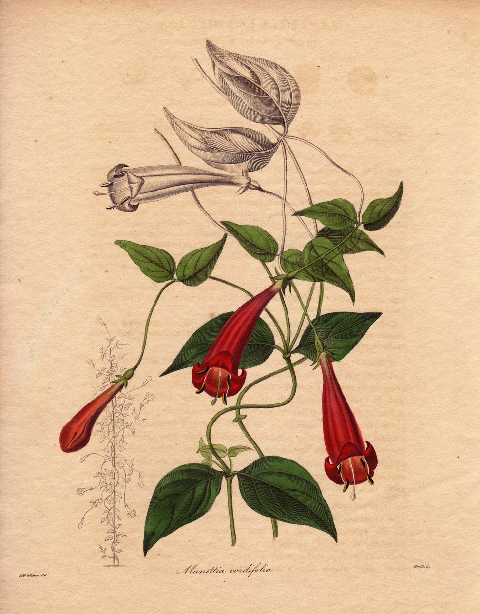 心叶马尼蒂（Manettia cordifolia）。攀援植物，叶片呈椭圆形，翠绿色，开大量红色管状花。奥古斯塔-英尼斯-威瑟斯（Augusta Innes Withers，1793-1877 年）在《植物学家》（The Botanist）上绘制的插图，该系列由本杰明-莫德（Benjamin Maund）编著，共五卷，出版于 作者 未知艺术家