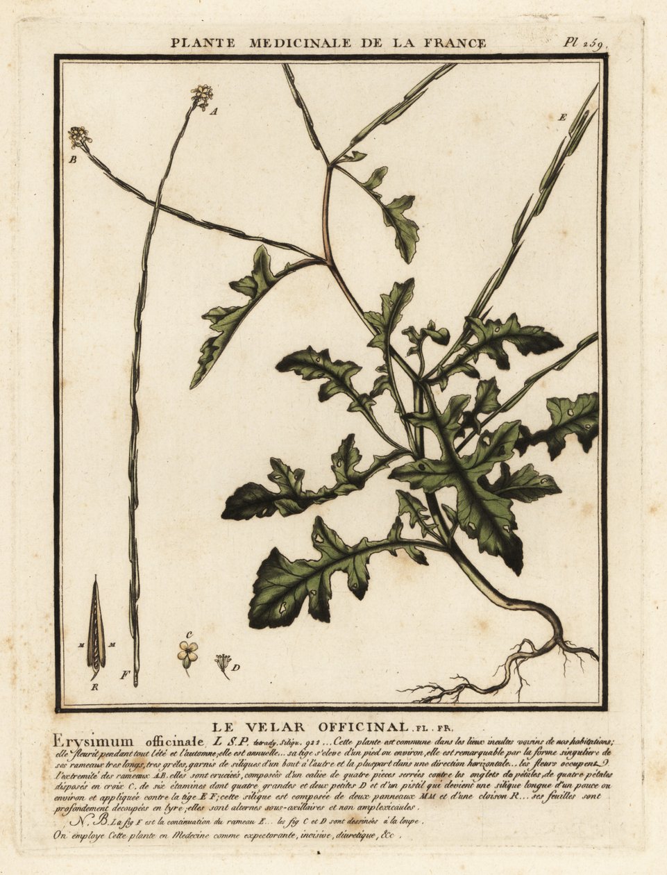 篱笆芥，Sisymbrium officinale。 作者 未知艺术家