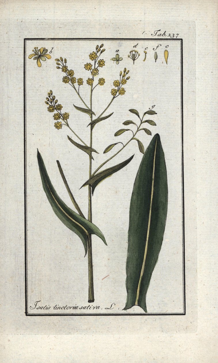 圣菲利普草（Isatis tinctoria sativa）。约翰内斯-佐恩（Johannes Zorn，1739-1799 年）"Afbeelding der Artseny-Gewassen "中的石版画，荷兰 作者 未知艺术家