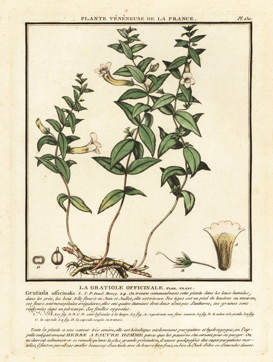 恩惠草，Gratiola officinalis。 作者 未知艺术家