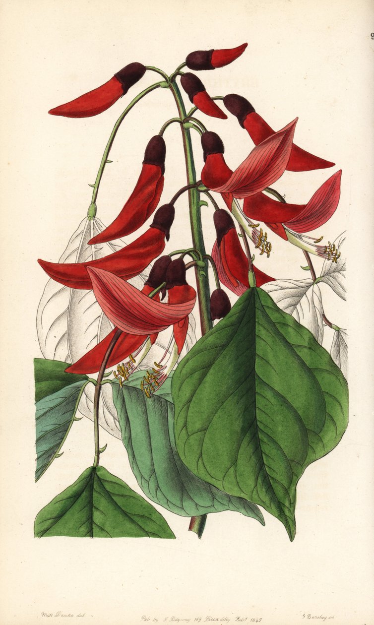 草本或卡罗莱纳红景天--比德威尔先生的红景天杂交种，Erythrina x bidwillii。Erythrina herbacea 与 Erythrina cristagalli 的杂交种。乔治-巴克利（George Barclay）根据莎拉-德雷克（Sarah Drake）小姐从爱德华兹的《植物学》中摘录的插图绘制的手工彩色铜版画。 作者 未知艺术家