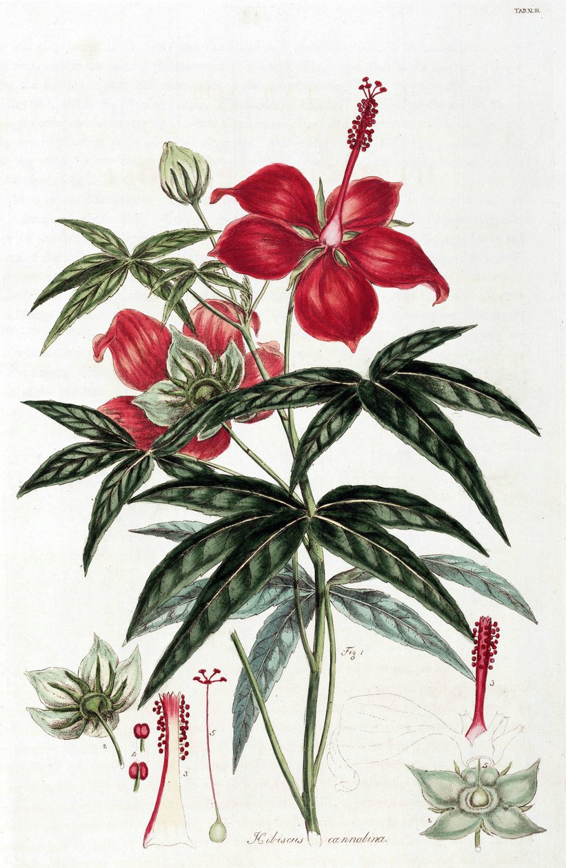 芙蓉 作者 不明